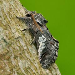 Figure_of_Eight moth